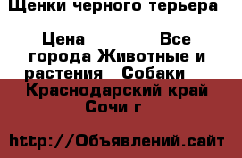 Щенки черного терьера › Цена ­ 35 000 - Все города Животные и растения » Собаки   . Краснодарский край,Сочи г.